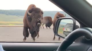 Bossy Bison Grunts at Park Visitors