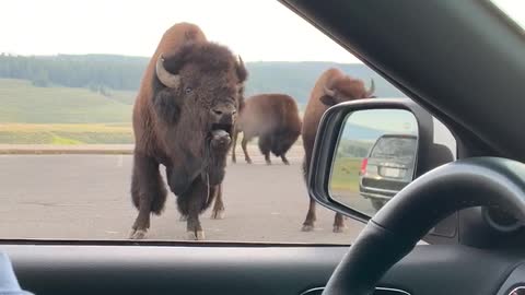 Bossy Bison Grunts at Park Visitors