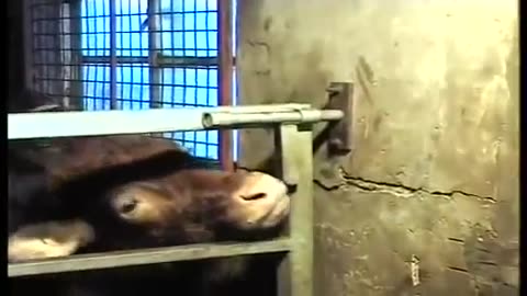 Cow opens gate with tongue