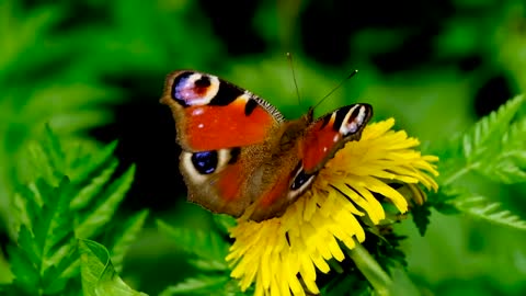 Butterfly and Flower Dance