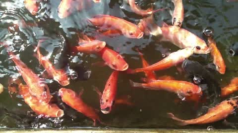 Red Carp Fish On The Pond