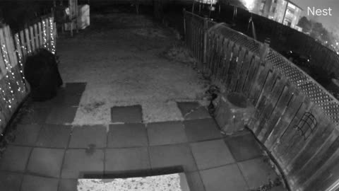 Slithering paranormal caught on backyard camera