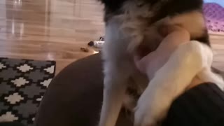 Border collie demands belly rubs