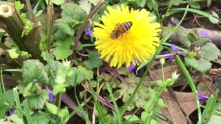 S2E9. Leave The Dandelions!