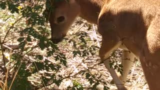 Baby Deer like a BOSS!