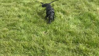 Uncoordinated Whippet Skips Into Somersault