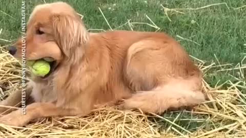 Funny Dog Videos #dog