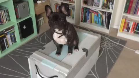 Puppy on a box is hiding a secret inside - Find out what it is!