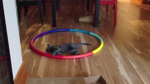 Cat going crazy on Hula Hoop.mp4