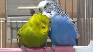 Lovely Couple of Parakeet ♥