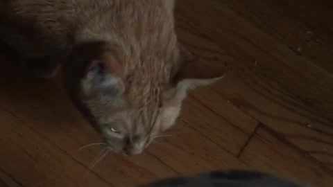Cat attacks owner