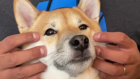 Elon Musk Shiba Inu