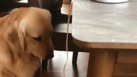 Dog Eating Apple Spaghetti