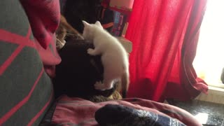 Tiny kitten BIG jump
