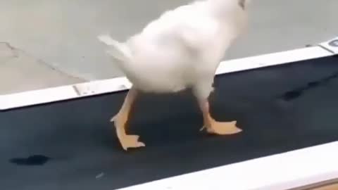 Duckling on the treadmill doing the Moonwalk step