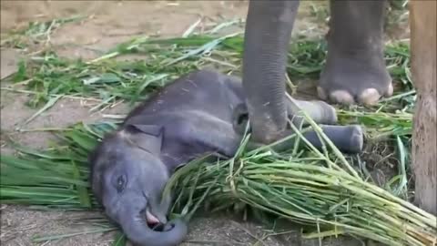 Most Funny and Cute Baby Elephant videos Compilation 2021