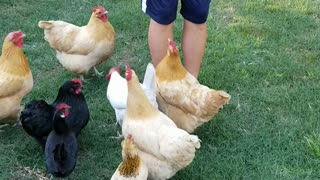 Jumping chickens