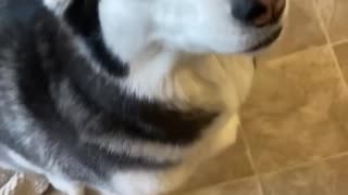 Guilty Husky Tries To Blame Other Dog!