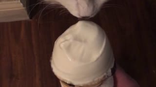 I’ve cream kitty