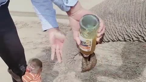 The breeder gives elephants and baboons drinks