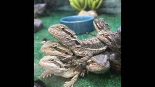 Lizard Party