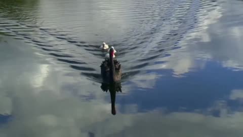 A Baby Black Swan Chick Hitches A Ride On Its Mother back ,