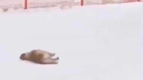 See how the dog perform ice skating tactics. This ubelievable and state of the art
