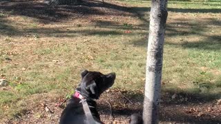 Bailey wants to join the squirrels