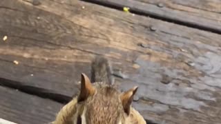 Chipmunk Fills its Cheeks