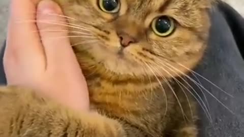 Baby cats - Cute and Funny cat videos compilation - aww animals SUBSCRIBE NOW 👆👉