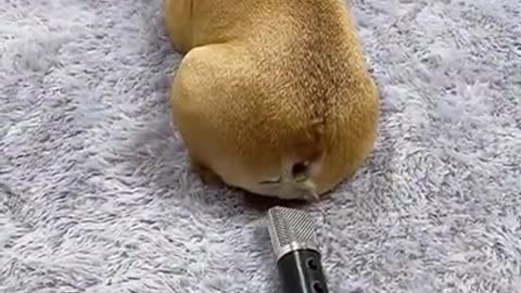 Dog is Farting on Mic1