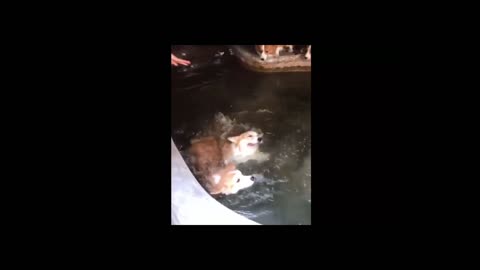 Cute Corgi all Joining In for a Swim