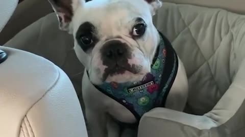 This Dog won't stop arguing with his Mom!