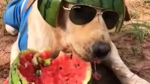 Funny dog eating watermelon