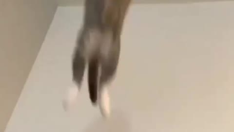 Funny cat jumping on daddy ❤️❤️😂😂