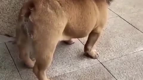 😂funny dog video