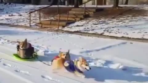 Dogs playing in the snow 2021