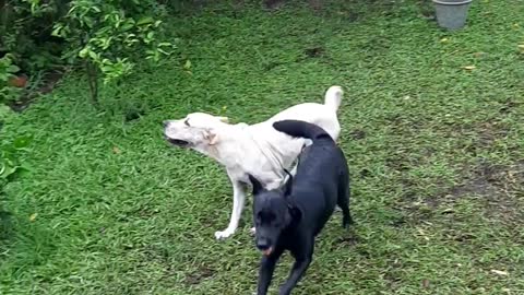 Labradors having fun in the backyard