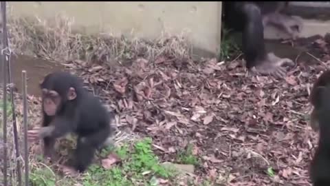Animals Getting Shocked And Funny