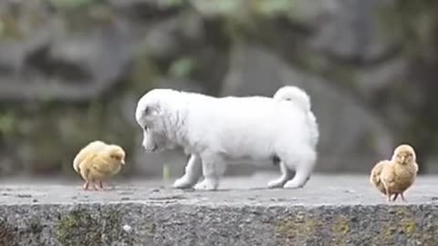 the love between animals is incredible, very cute.