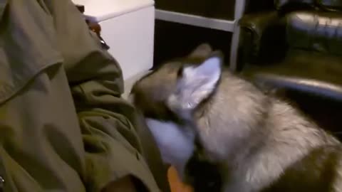 Alaskan Malamute Loves to TalkBack - Talking Dog - Cute Dog