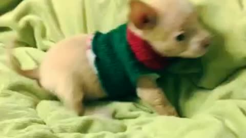 Baby Puppy Playing