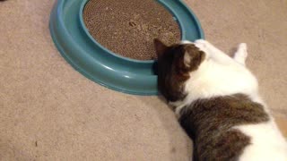 Milo and Cocoa play with ball toy