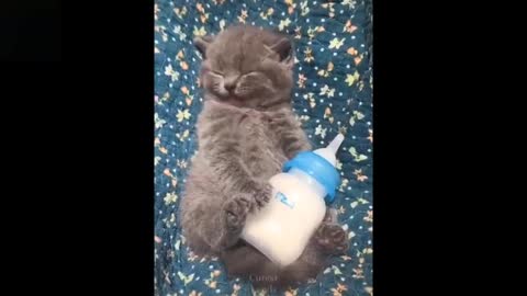 baby pats cute & funny animals video compilation 2021