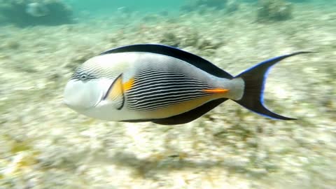 Slow motion clip of a tropical fish sohal surgeonfish acanthurus sohal on a coral reef in red sea