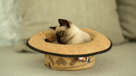 Whimsical Wonders: Siamese Cat Inside a Hat Unveiled
