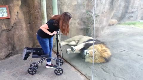 This Lion Really Wants Her Scooter - ORIGINAL VIDEO