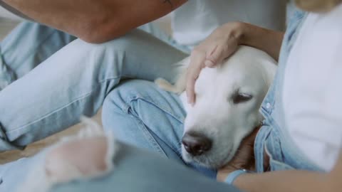 Person Caressing her Dog - Copyright Free Reusable Stock Video HD