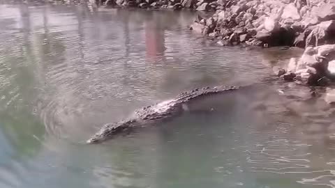 Crocodile Visits Tourists in the Marina (Puerto Vallarta, Mexico)