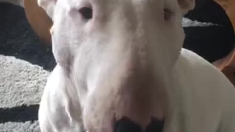 English bull terrier having a ice lolly